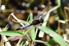 Erythrodiplax basifusca