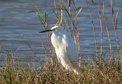 Egretta thula