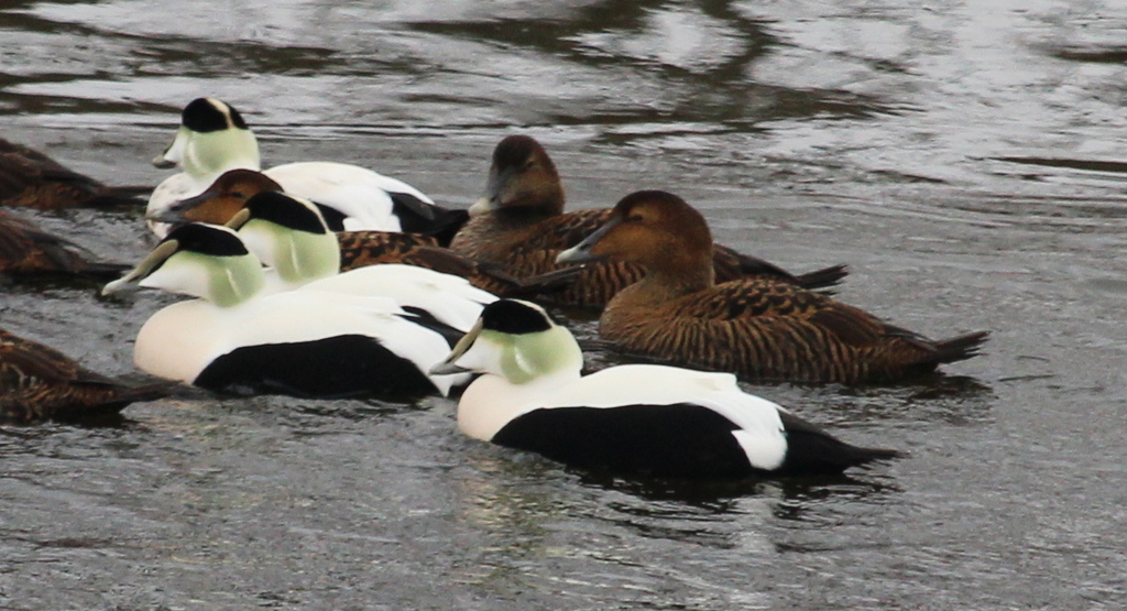 Dresser's Common Eider
