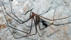 Hickmania troglodytes