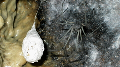 Hickmania troglodytes