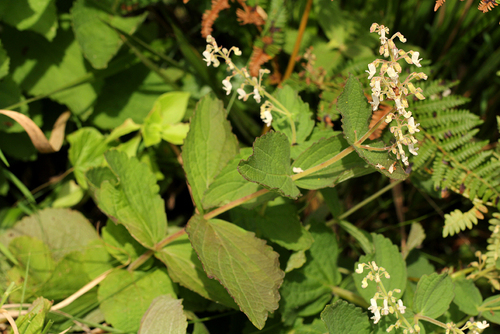 Coleus sessilifolius image