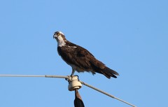 Pandion haliaetus