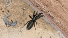 Lampona cylindrata