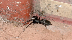 Lampona cylindrata