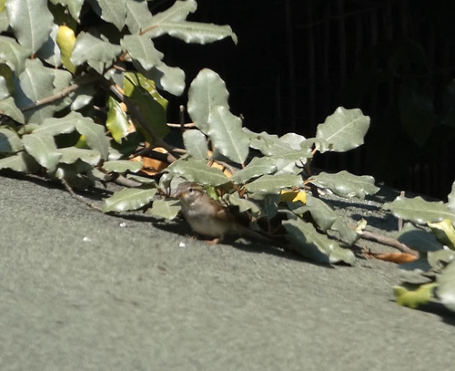 Moineau domestique, jeune
