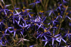 Calectasia intermedia