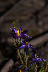 Calectasia intermedia