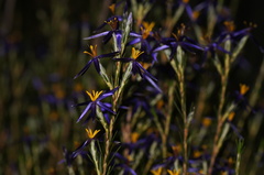 Calectasia intermedia