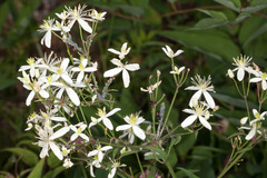 Clematis recta