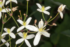 Clematis recta