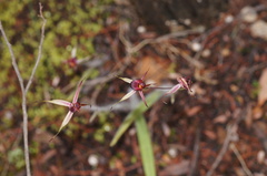 Caladenia reticulata