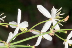 Clematis recta