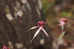 Caladenia reticulata