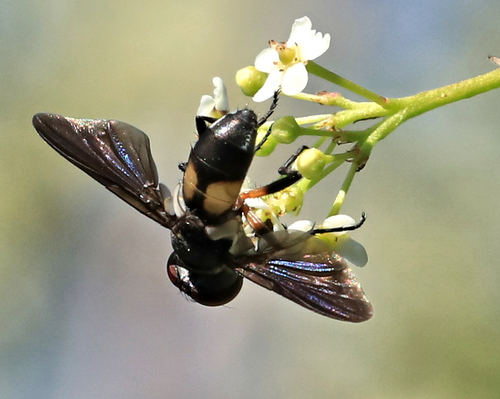 Bogosia bequaerti