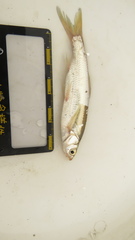 Hemiculter leucisculus