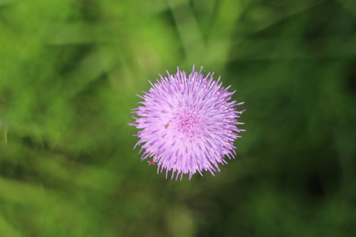 Cirsium lineare iNat (1)