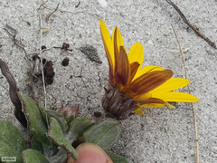 Arctotis angustifolia