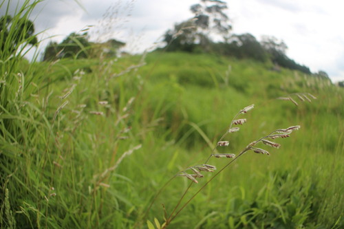 Eriochloa villosa iNat (1)
