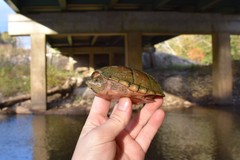 Sternotherus minor