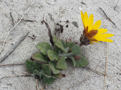 Arctotis angustifolia