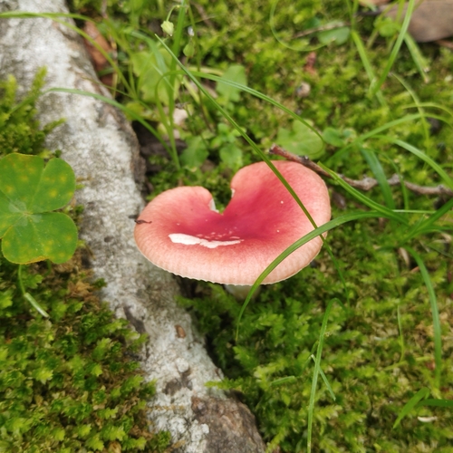 Russula