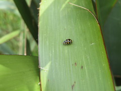Coccinella leonina