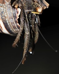 Clibanarius longitarsus