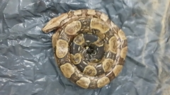 Boa constrictor constrictor