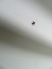 Chinamiris muehlenbeckiae