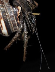 Clibanarius longitarsus