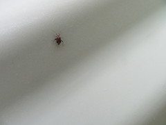 Chinamiris muehlenbeckiae