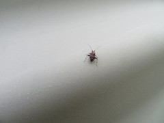 Chinamiris muehlenbeckiae