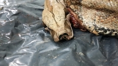 Boa constrictor constrictor