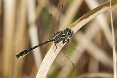 Hylogomphus geminatus