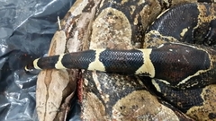 Boa constrictor constrictor