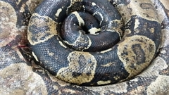 Boa constrictor constrictor