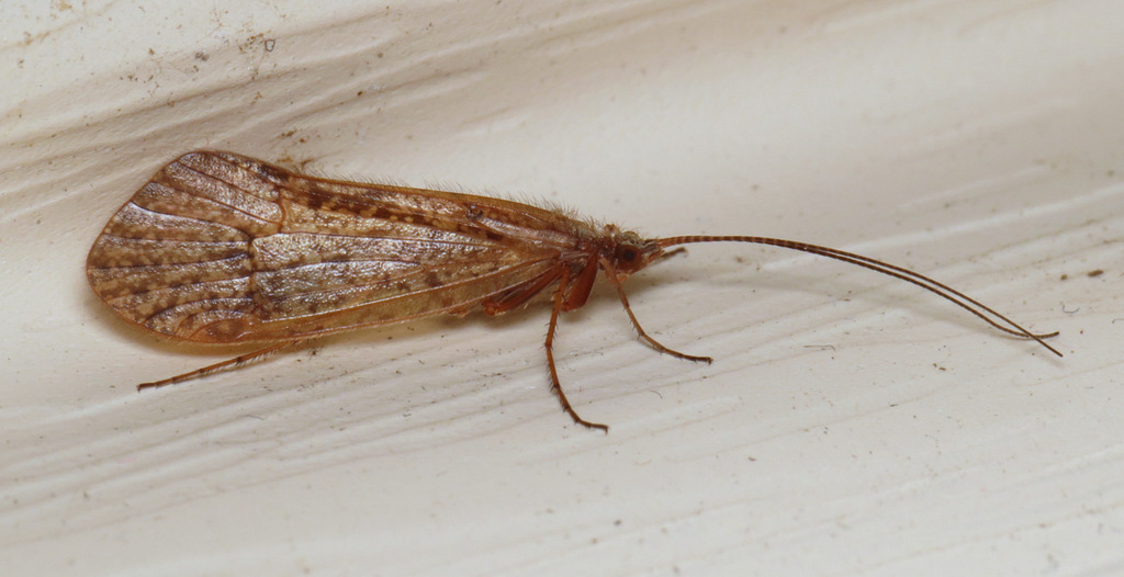 Failed Northern Caddisfly