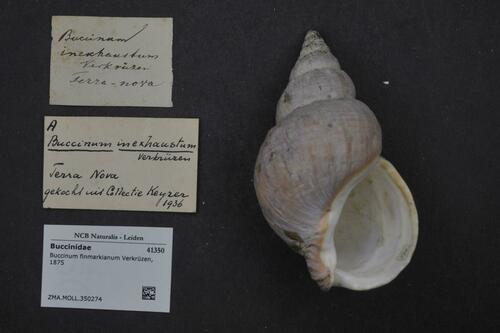 Buccinum finmarkianum