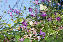 Clematis viticella