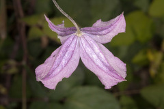 Clematis viticella