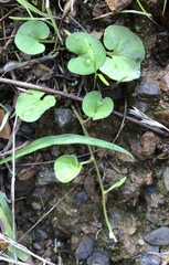 Dichondra donelliana