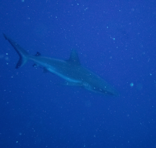 Grey Reef Shark