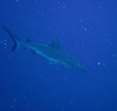 Grey Reef Shark