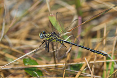 Phanogomphus westfalli