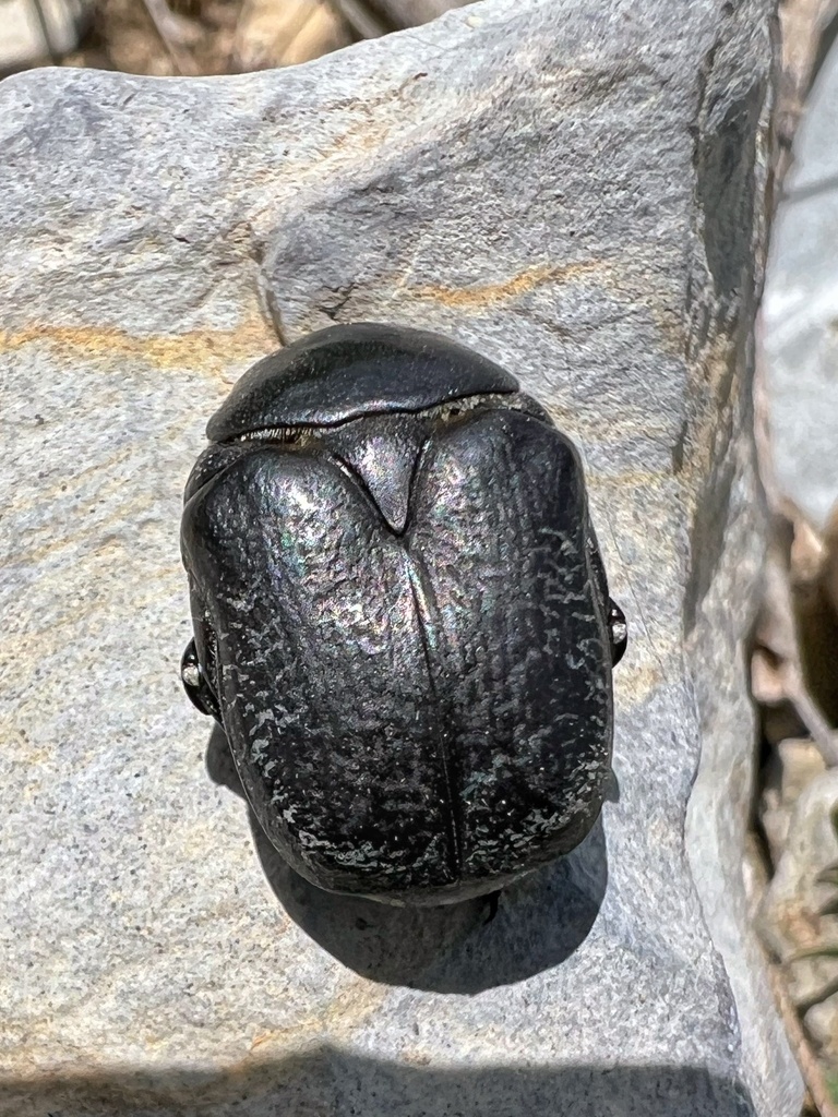 Protaetia asiatica