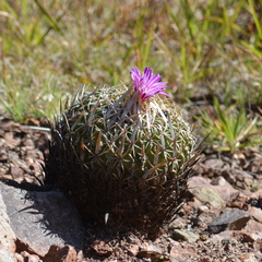 Echinofossulocactus pentacanthus