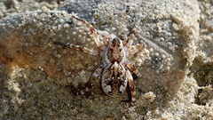 A brown and sandy coloured wolf spider on sand