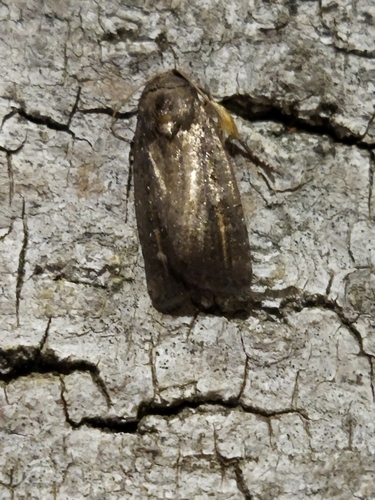 Porter's Rustic, 4292 Dobri Dol, Bulgaria, photo 7 of 10