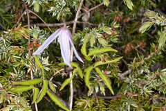 Clematis alpina